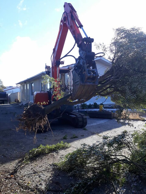 tree is no match for the mighy kubota