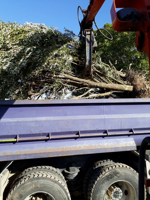 Trees loaded onto truck ready to be taken to the tip